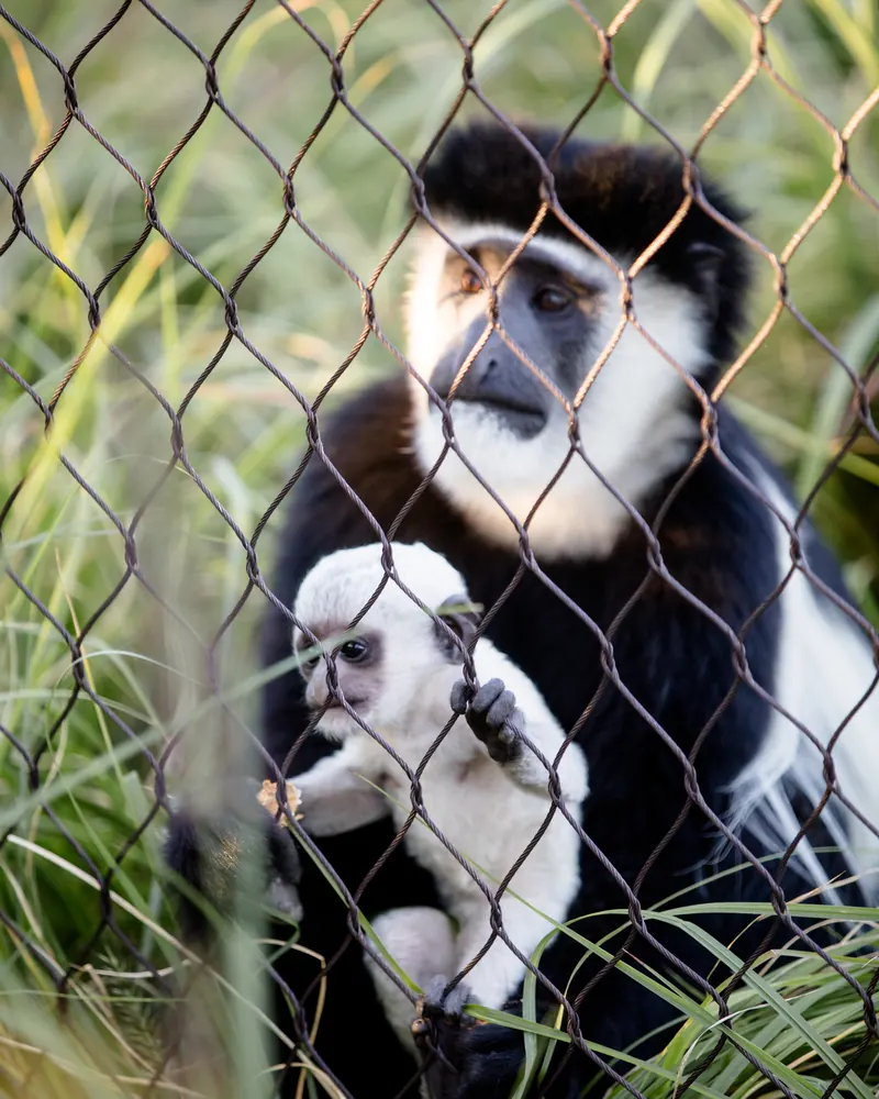 A black-and-white colobus monkey holds its baby in tall grass at the Louisville Zoo.